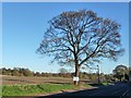 Roadside tree, Purston Lane