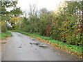 Autumnal hedge beside Boom Lane, Shelton Common