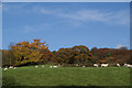 Sheep grazing by autumn trees