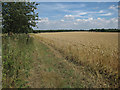 Wheat field off Bradley Road