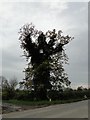 Gnarled oak tree almost strangled by ivy