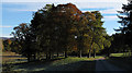 Clump of trees beside estate road