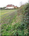 A hedge field boundary beside Hall Road, Winfarthing