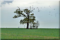 Tree with rooks