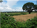 Farmland near Shifnal