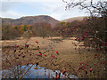 Field east of Tillicoultry