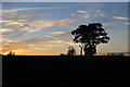 Silhouetted Trees