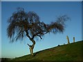 Tree, Kimberley cemetery