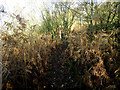 Bare trees and brown Bracken