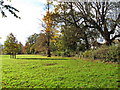 Pasture by Iver Lane, Cowley