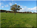 SO5599 : Footpath in open fields south of Kenley by Richard Law