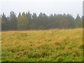 Forestry near Newgate Bank