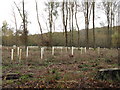 TQ0132 : Tree guards on parade in Hog Wood by Dave Spicer