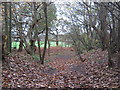 Saxon Shore Way in Heane Wood