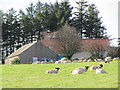 Bungalow and sheep at Cocklaw Farm.