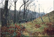 NN5922 : Woodland, Loch Earn by June Hodge