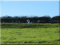 Field slopes steeply to the hedge line