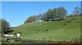 Cattle graze on the slopes of Crincombe Bottom