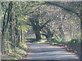 ST7904 : Road through Delcombe Wood by Sarah Charlesworth