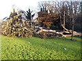 Felled trees, Stanley churchyard (3)