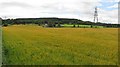 Barley  off Bogend Road