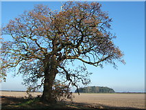 TF8729 : Tree on Tatterford Longrow, Norfolk by Richard Humphrey