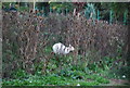 Albino Kangaroo, Water Garden, Whitgift School