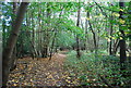 Sussex Border Path, Beech Wood