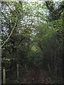 Bridleway in Scene Wood