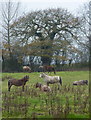 Field with horses by Slayley Lane