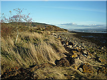 NH6348 : Shoreline of Beauly Firth near Torgorm Point by Julian Paren