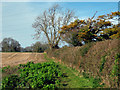 Field edge, Beere Manor Farm