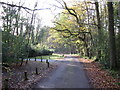 Lane on Whitmoor Common