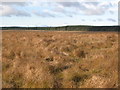 NY6372 : Moorland above the valley of Berry Sike by Mike Quinn