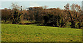 Fields and trees near Bangor