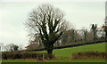 Fields and trees near Downpatrick