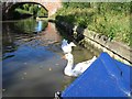 White geese by bridge 36, Grand Union Canal