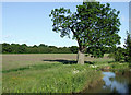 Meadow near Shenton Station, Leicestershire