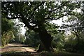 The Wotton Oak, Wotton House, Wotton Underwood