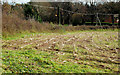 Maize field, Dunmurry (2)