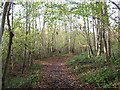 Footpath in Paraker Wood