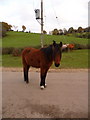 Blissford: a roadblock, New Forest style