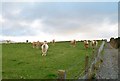 Cattle alongside the Dundrinne Bridleway