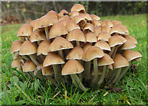 SO5923 : Autumn fungus by Pauline E