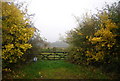 Gate, Teias Farm