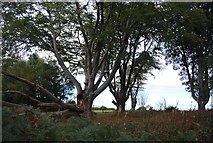 TQ5833 : Tree on the edge of Eridge Park by N Chadwick