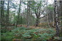 TQ5733 : Bracken undergrowth, Rocks Wood by N Chadwick