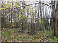 Over grown graveyard, Woodhouse Carr