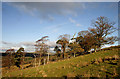 Trees on Wolfelee Hill