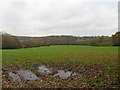 View east from Hammer Lane